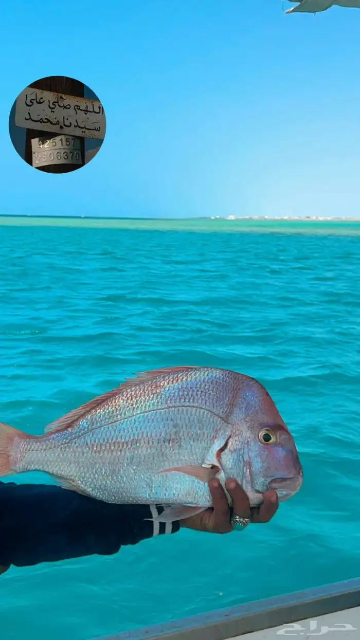 رحلات بحرية ( نزهة   استجمام   تشميس  سباحة ) 2