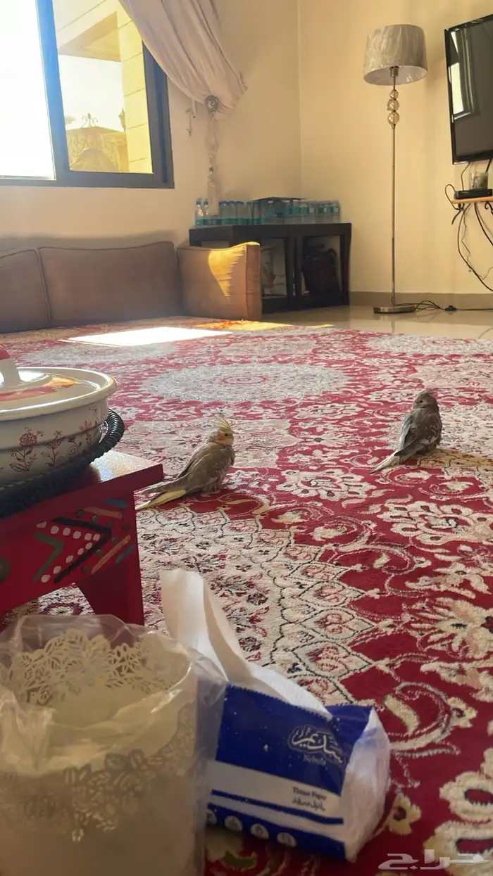 كروان أليف يحب العب 2