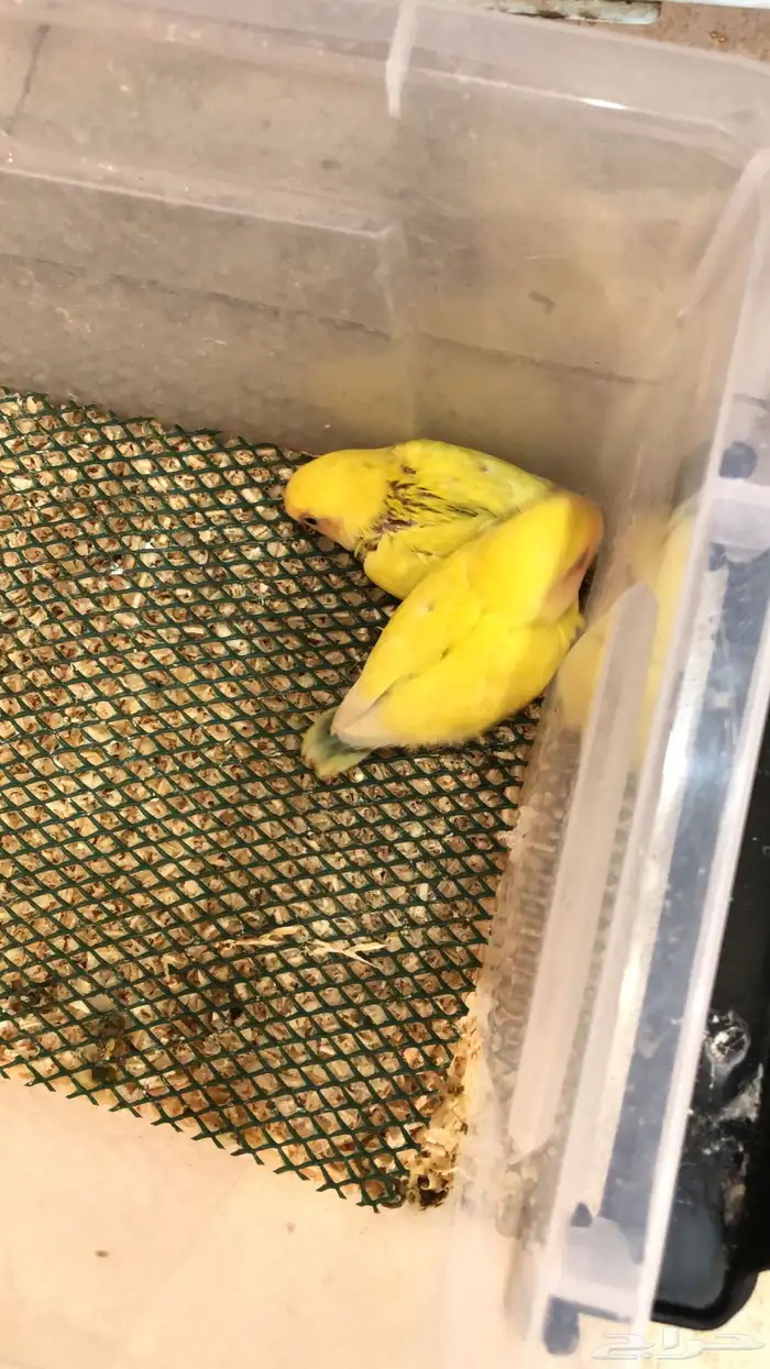 طيور سلاحف قطط 4
