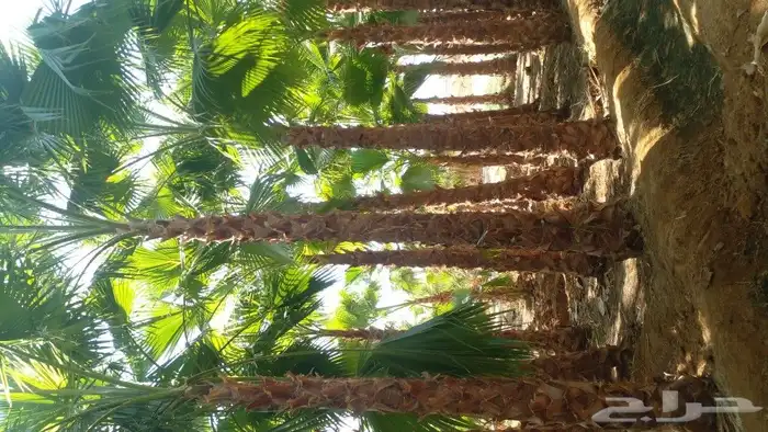 نخل واشنطن للبيع جميع المقاسات متوفره 0