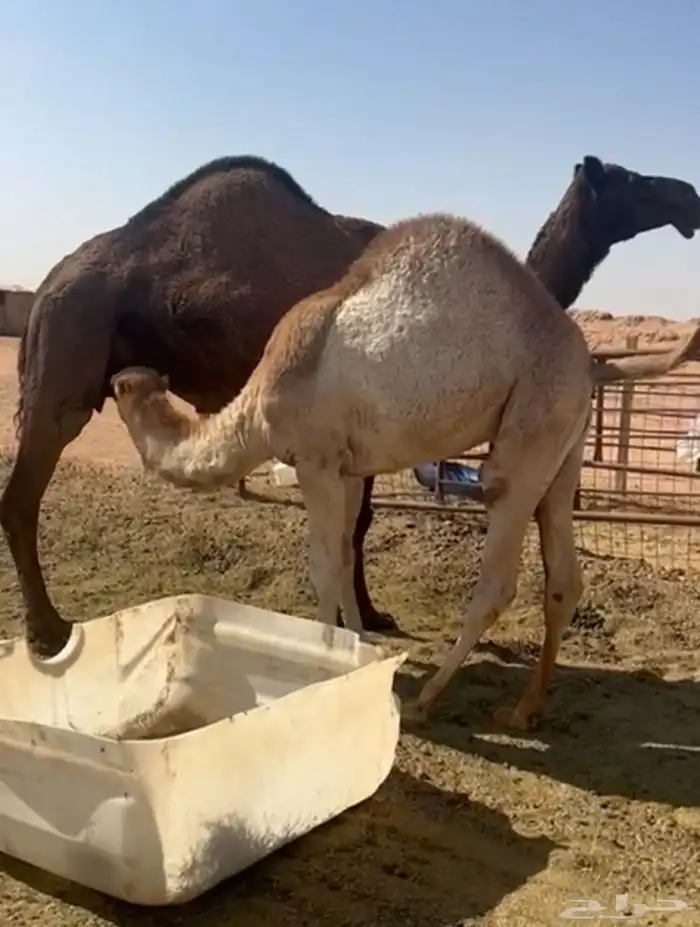 قعود فل الفل مغلق كايف للبيع 0