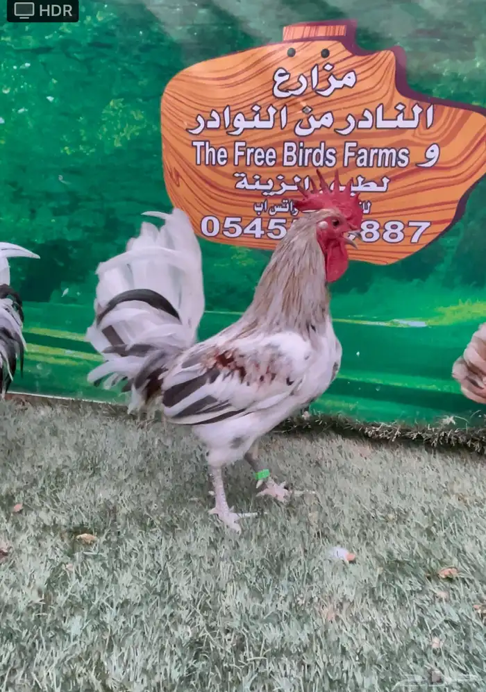 دجاج ماكنتوش عربي 4