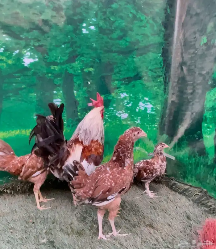 دجاج ماكنتوش عربي 3