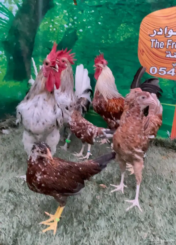 دجاج ماكنتوش عربي 2