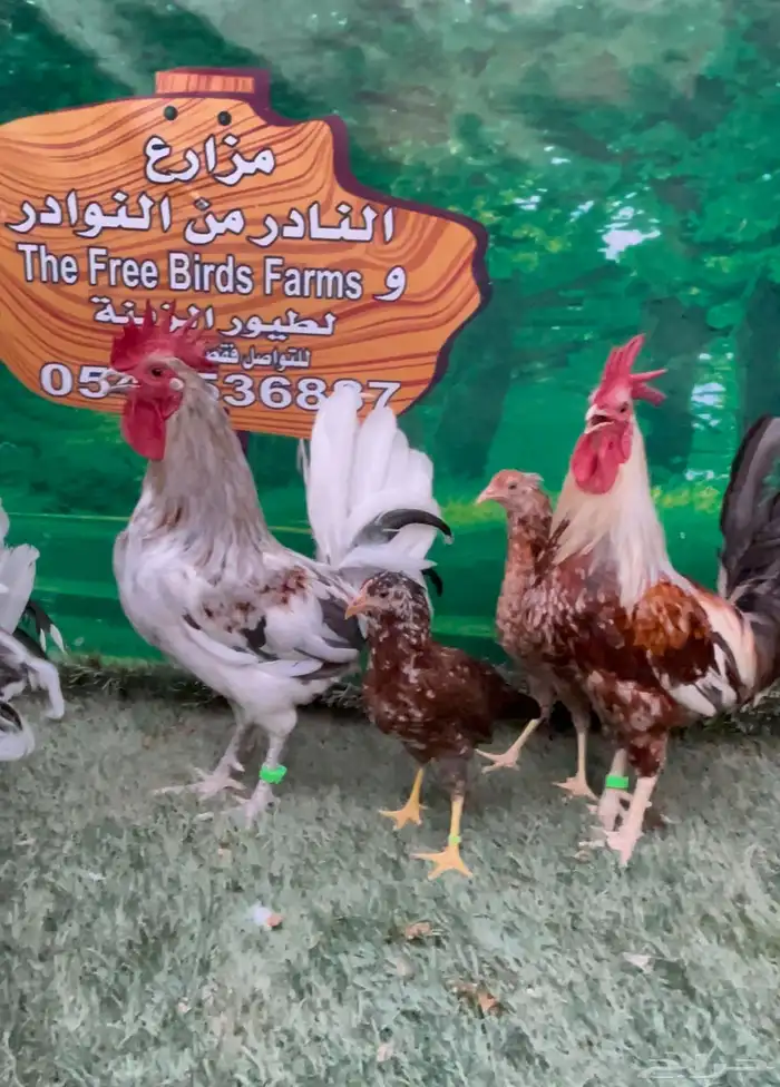 دجاج ماكنتوش عربي 1