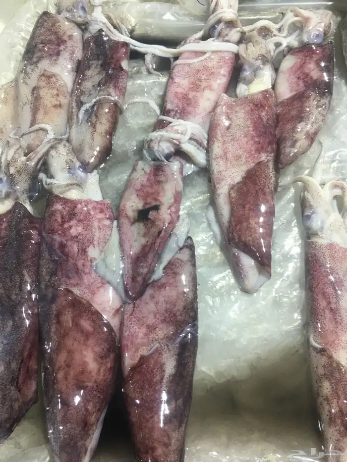 سمك بحري طازج توصيل مجاني 23