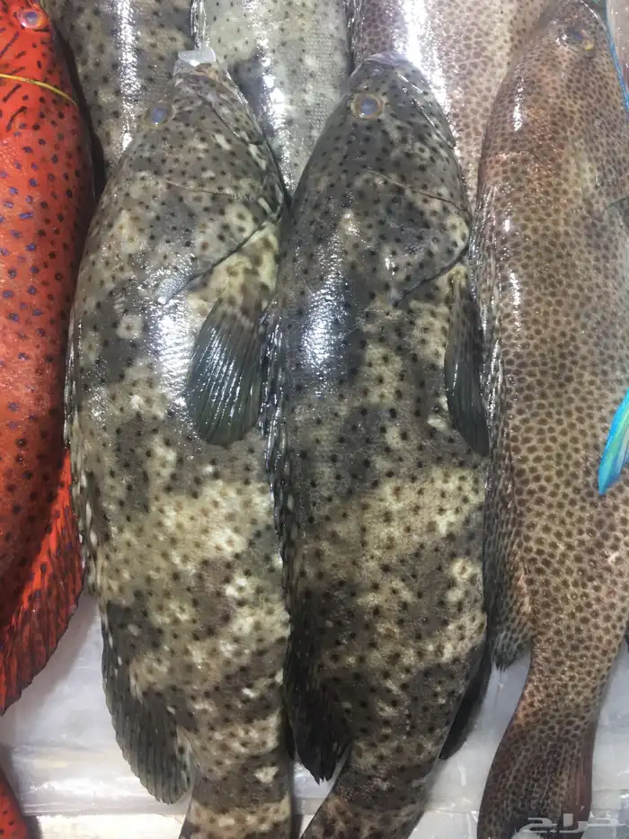 سمك بحري طازج توصيل مجاني 25
