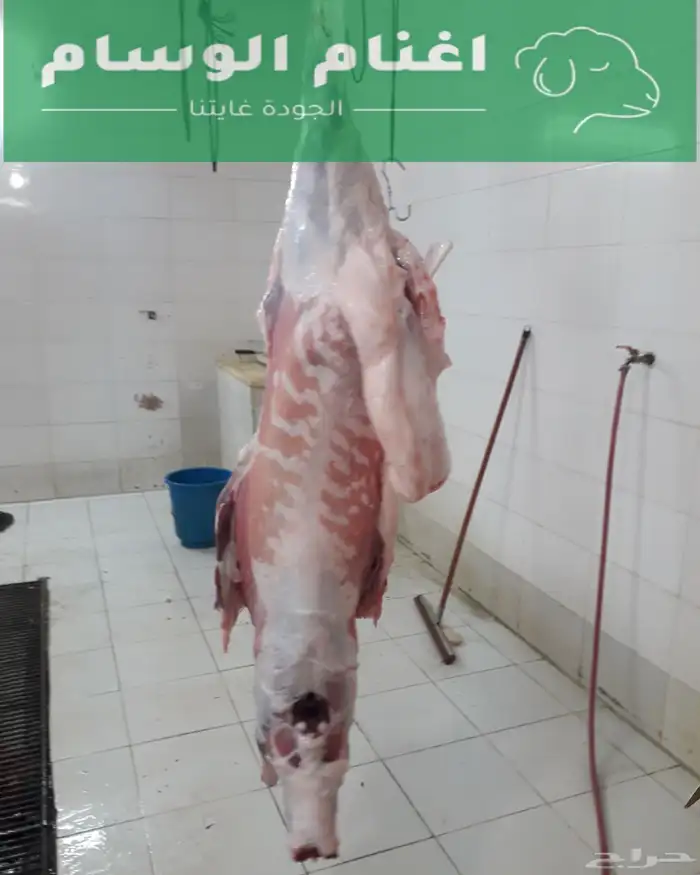 ذبائح حري سواكني نجدي 3
