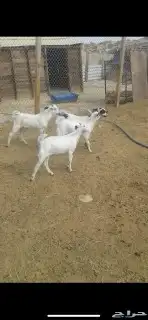 ذبائح حريات ونعيمي وتيوس بلدي 3