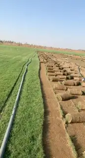 نجيل طبيعي 6