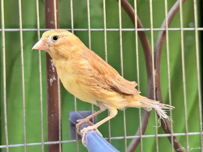 انثى كناري بسكوتيه جاهزه . تم البيع 0