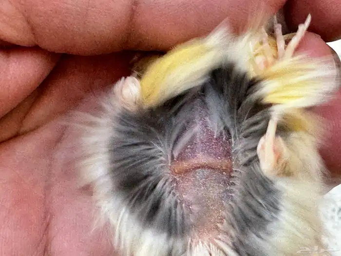 انثى كناري بسكوتيه جاهزه . تم البيع 3