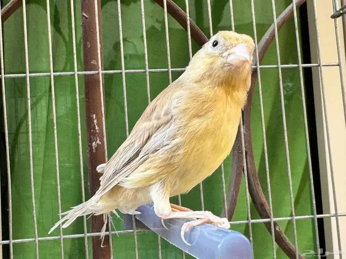 انثى كناري بسكوتيه جاهزه . تم البيع 1