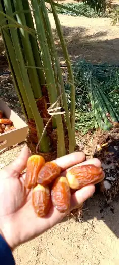 نخل وجثايث القصيم نخل خلي من اسوسه وسعارنامعقوله 2