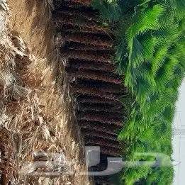 نخل عربي ديكور هلالي  ونخل واشنطن ملكي للبيع 4