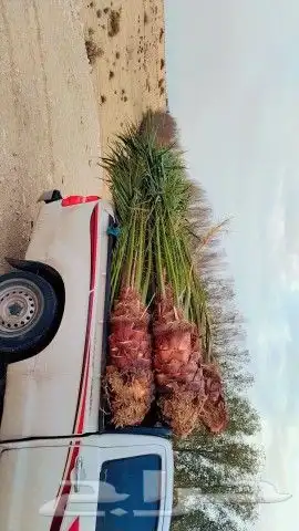 فسايل نخل للبيع مكه جده الطايف 5