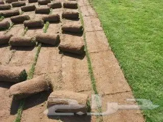 نجيل طبيعي 3