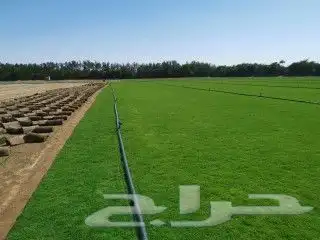 نجيل طبيعي 5