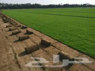 نجيل طبيعي 7