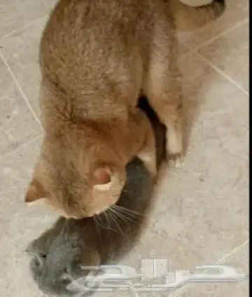 ((قط سكوتش فولد قولد للتزاوج))) 1