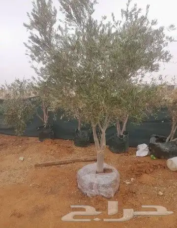 يوجد لدينا أنواع الشجرة والزيتون النخيل عربي مثمره 7