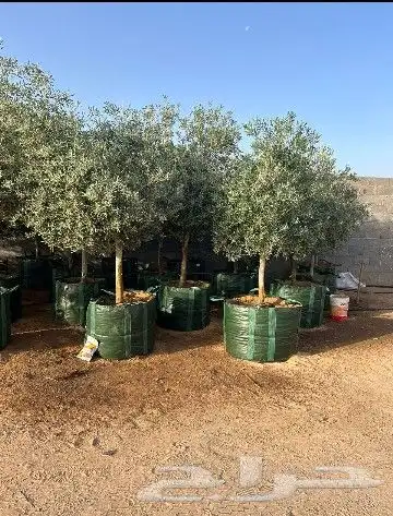 أشجار زيتوان باجميع الانوع والمقاس مع التوصيل والزرعه 0