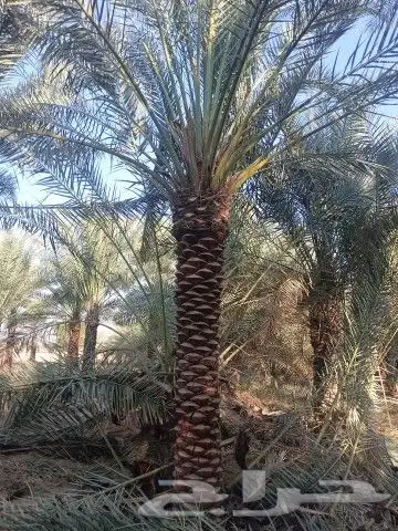 نخل واشنطن للبيع جميع المقاسات متوفره 8