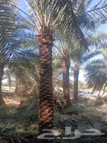 نخل واشنطن للبيع جميع المقاسات متوفره 6