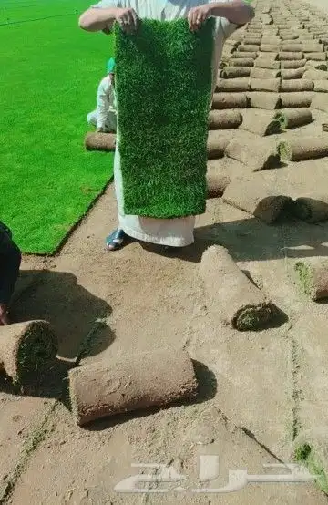 نجيل طبيعي 0