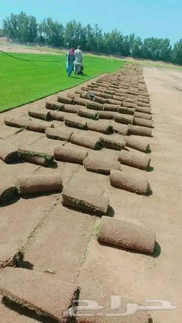 نجيل طبيعي 2