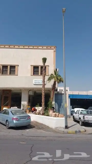 توريد وزراعه النخيل العربي والواشنطني 3