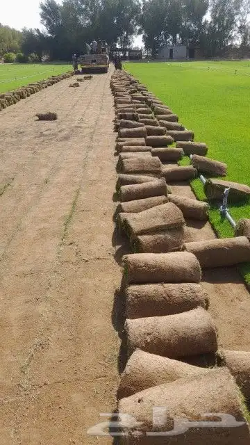 نجيل طبيعي 1