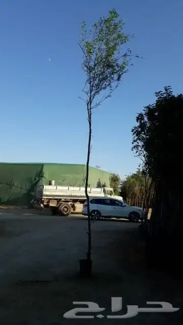 يوجد لدينا أنواع الشجرة والزيتون النخيل عربي مثمره 8