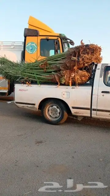 يوجد لدينا جميع انواع النخيل المثمره وازينه خلاص شقرا 0