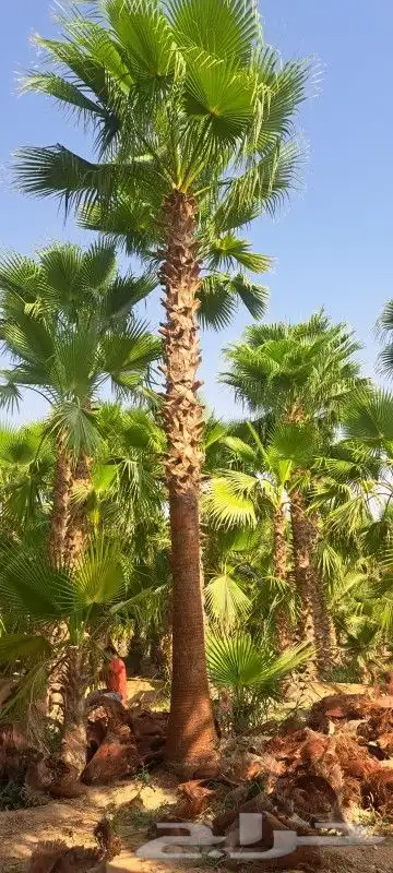 يوجد لدينا أنواع الشجرة والزيتون النخيل عربي مثمره 6