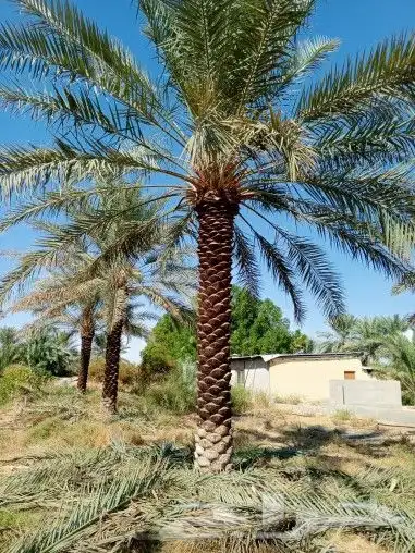 توريد وزراعه النخيل العربي والواشنطني 0