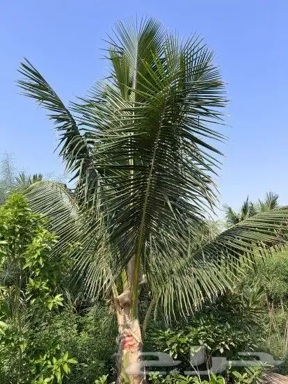 نخل 0