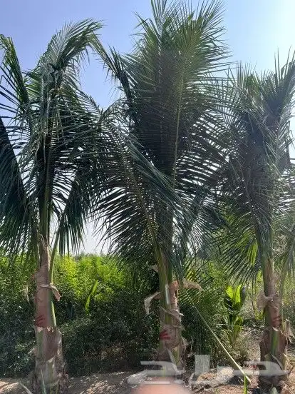 نخل 1