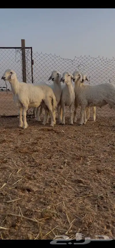 الذيبيه المدينه العسكريه 1