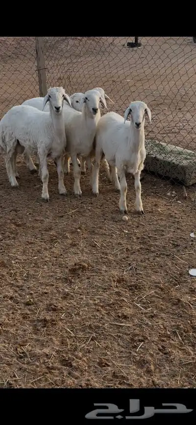 الذيبيه المدينه العسكريه 0