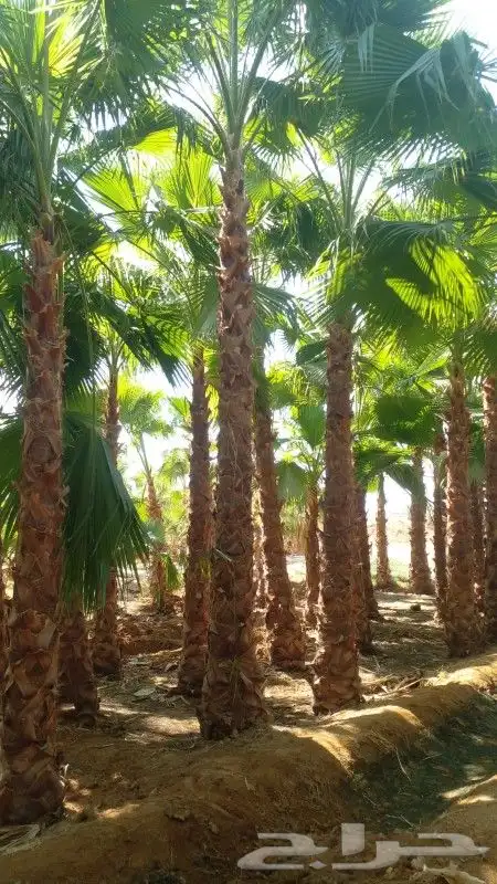 نخل واشنطن للبيع جميع المقاسات متوفره 2