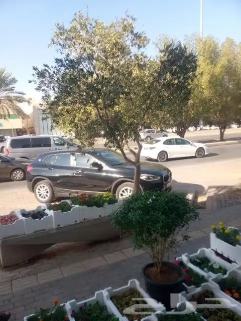 يوجد لدينا أنواع الشجرة والزيتون النخيل عربي مثمره 2