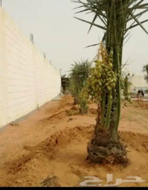 يوجد لدينا جميع انواع النخيل المثمره وازينه خلاص شقرا 8