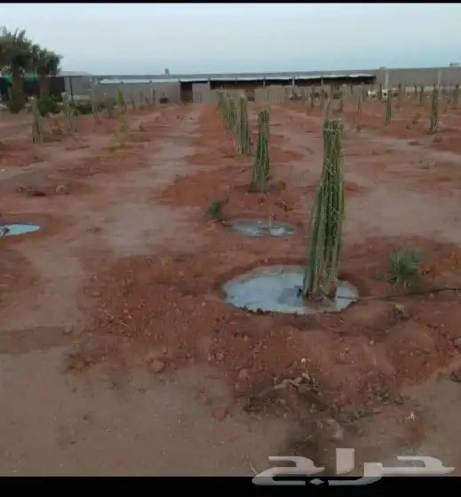 يوجد لدينا جميع انواع النخيل المثمره وازينه خلاص شقرا 3