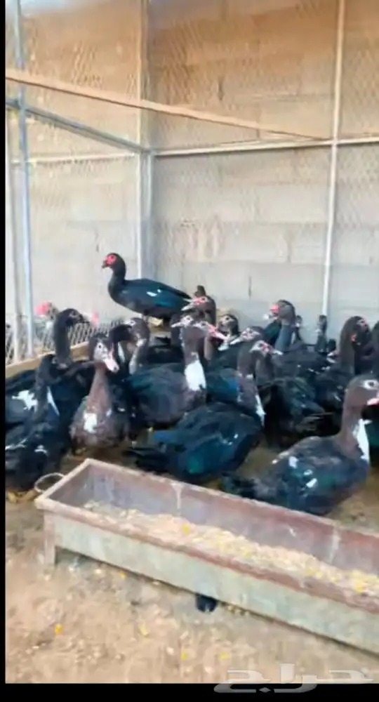 فروخ بح صافي 4