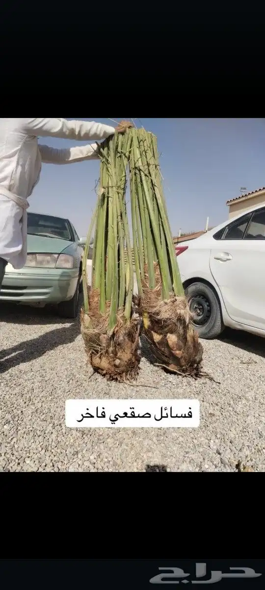 يوجد لدينا جميع انواع النخيل المثمره وازينه خلاص شقرا 4