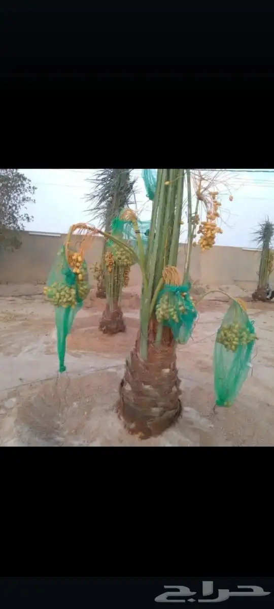يوجد لدينا جميع انواع النخيل المثمره وازينه خلاص شقرا 6