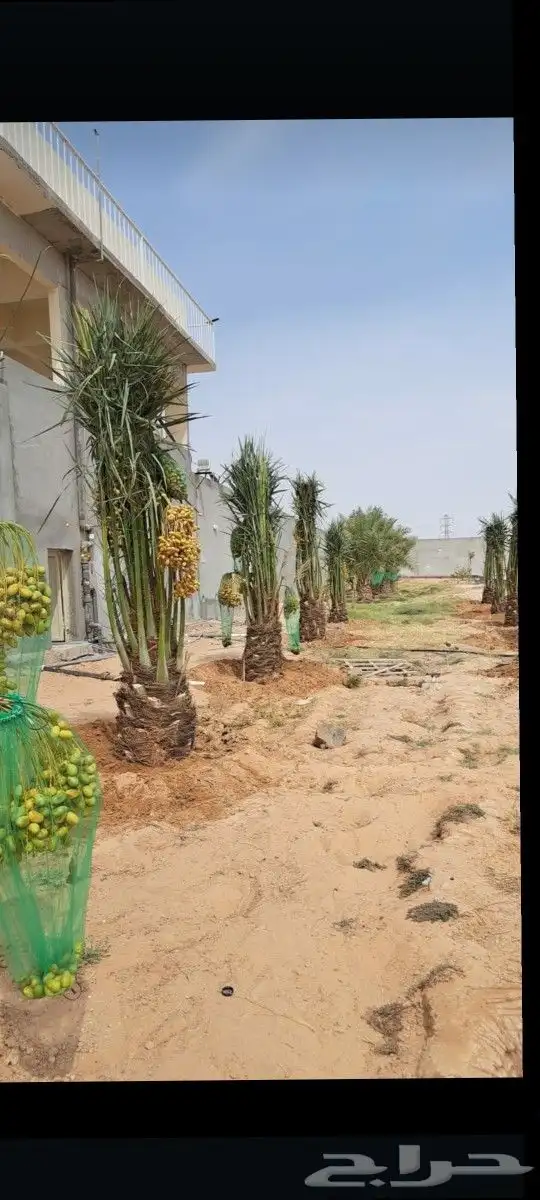 يوجد لدينا جميع انواع النخيل المثمره وازينه خلاص شقرا 7