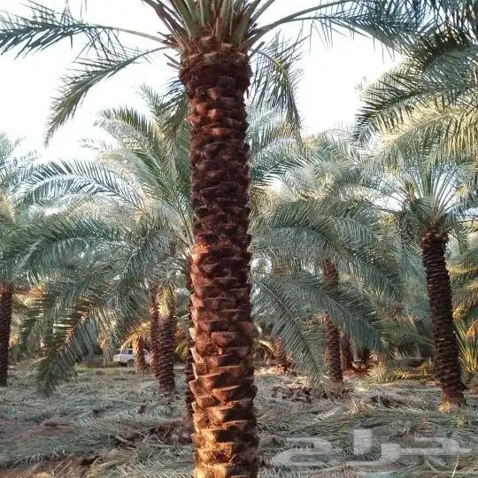 توريد فسائل ونخيل وتركيب شبوك 4