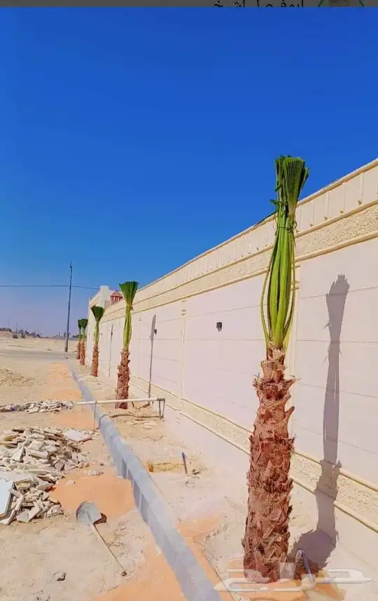 يوجد لدينا جميع انواع النخيل المثمره وازينه خلاص شقرا 1